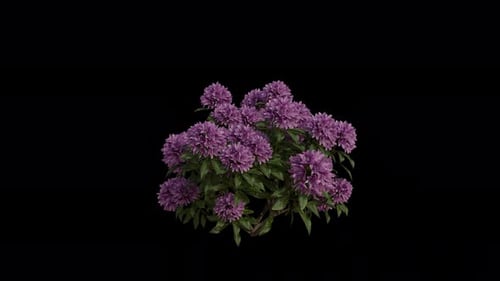 Common Rhododendron blowing in the wind Loop Animation. with Transparent Background. Alpha Channel