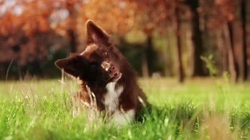Brown Border Collie Enjoys Training in the Forest