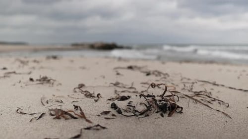 Dry seaweeds on sandy beach to wide sea pull focus, overcast day