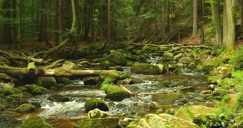Dense Forest Scene with a Stream Mosscovered Rocks and Fallen Logs