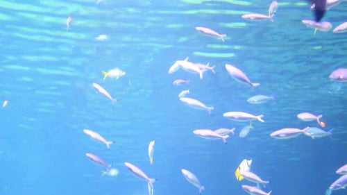 Colorful fish and a shark swim in the tropical ocean undersea sunlight