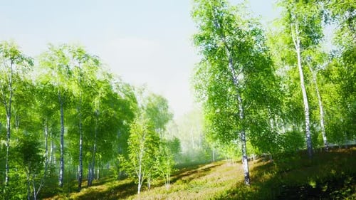 Green Birch Forest at Sunset