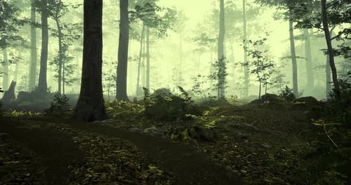 Misty Forest Path Surrounded By Tall Trees and Lush Greenery During Dawn