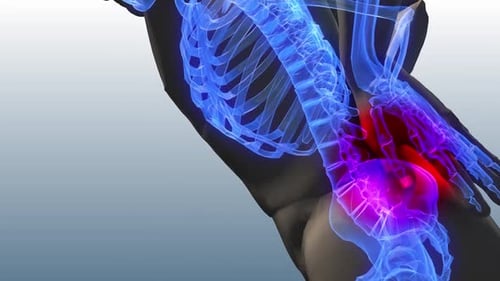 Animated Human Skeleton Showing Lower Back Pain