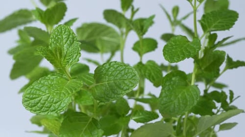 Herbe de menthe, feuilles vertes 39