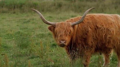 Highland Cow in a field in Scotland licking its nose.
