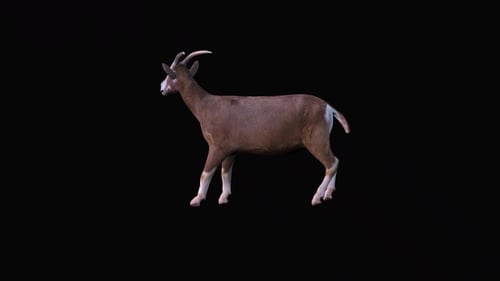 3D Animated Goat Walking and Grazing Transparent Background