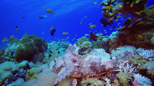 Tropical Coral Garden Scorpion Fish