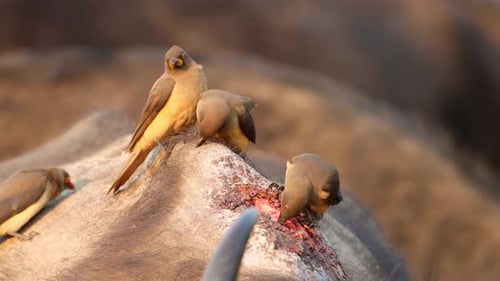 Pics à bec rouge sur un buffle, Parc national Kruger