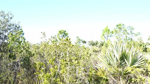 A forest with a great variety of shrubs and trees that makes it a superb place to contemplate.