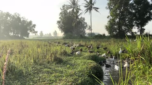 normal duck farming in rural areas