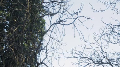 Squirrel jumping between two trees. Day time clear sky UK North London Borehamwood