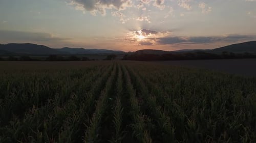 Aerial view of a cornfield at sunset in Hungary's Zemplén region with a serene rural backdrop.