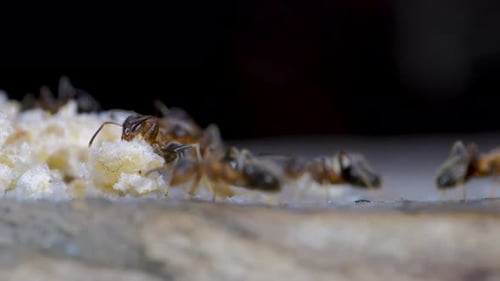 Ants Colony Carrying Food Together Macro View Slow Motion 4k