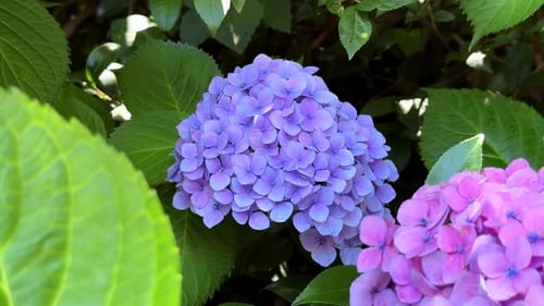Purple and pink hydrangeas in full bloom surrounded by lush green leaves on a sunny day