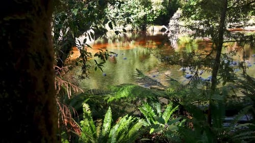 Slow pan shot of brown colored creek during sunlight in the jungle of New Zealand. Exploring the nat