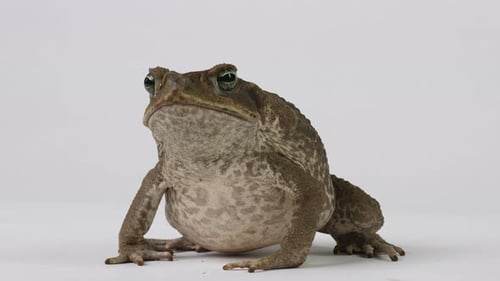 Cane Toad Marine Toad sits patiently on white background