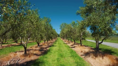 Olive grove on sunny summer day with long grass in-between rows