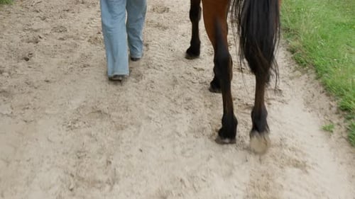 A person and a domestic bay horse walk side by side on a sandy rural track