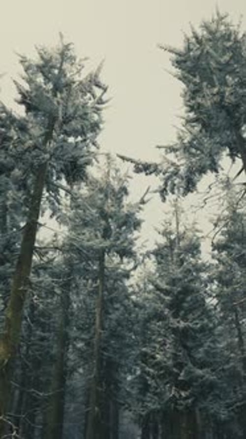 Spruces Covered with White Fluffy Snow