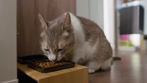 Grey and White Cat Eating Dry Food in Home