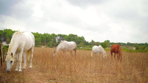 Herd of horses peacefully eating grass and resting in a field in the countryside, brown and white ho