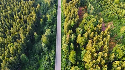 Pinienwälder, die von der langen geraden Autobahn durchquert werden.