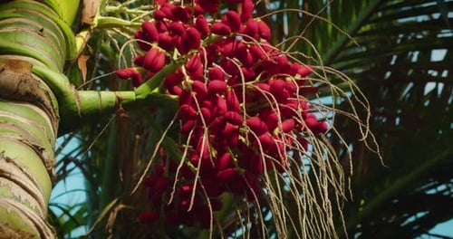Close-up of Red betel nut on Areca palm tree. Fruits ripen on a tree in the wild. Bunch swaying in t