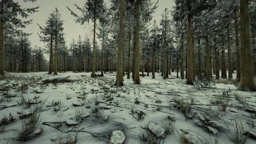 Frozen Winter Forest in the Fog