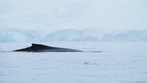 Magnificent Whale Swimming in Antarctic Waters