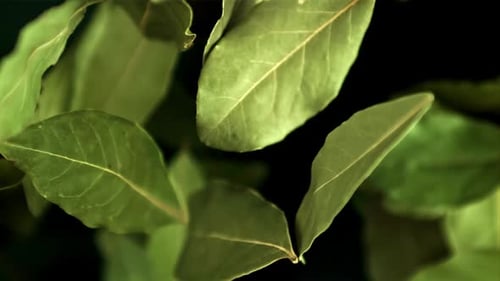 Bay Leaf Flies Up and Falls Filmed is Slow Motion 1000 Fps