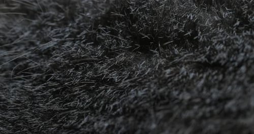 wunderschöne Tierhaut gefilmt