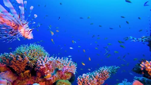 Coral and fish, Tropical Sea Life 4K