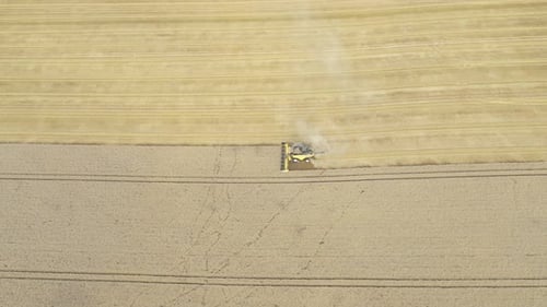 Combine Harvester Working in Golden Wheat Field