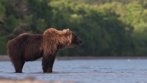 Brown Bear scouting for Salmon fish in a river stream at Kamchatka