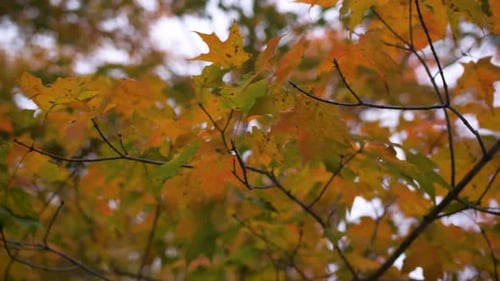 Feuilles d'automne ensoleillées dans Woodland Motion