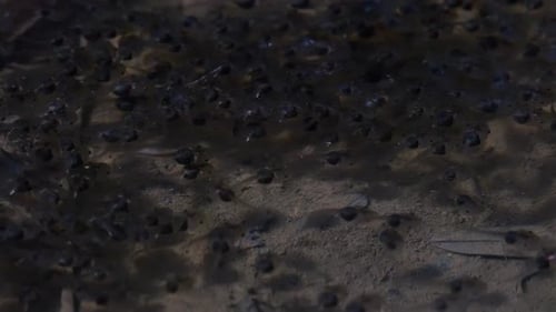 Die Nachkommen von Amphibien im Larvenstadium, Kaulquappen oder Polliwogs mit wellenförmigen Bewegungen in