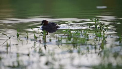 Little Grebe (Tachybaptus ruficollis) in Wetland