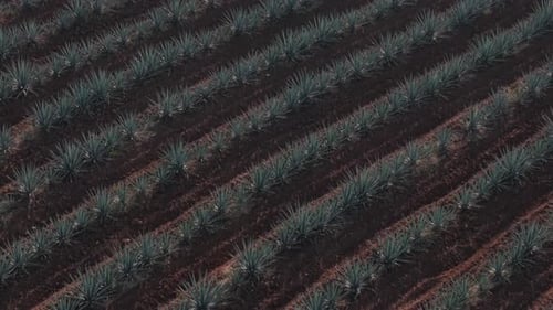 Agave Close‑Up Over Tequila Fields