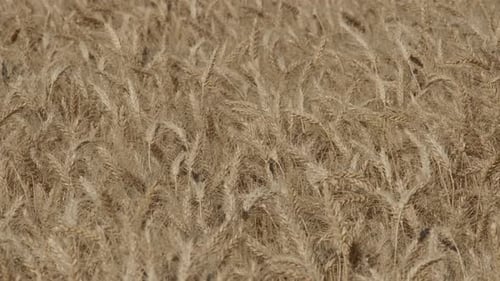 Wheat