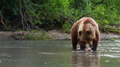 Brown Bear holding eating Salmon fish in lake Kuril Kamchatka, medium shot