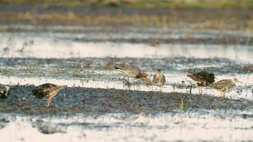 Black-tailed godwit and a flock of ruff birds during spring migration on wetlands flooded meadow fee