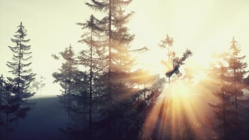 Sun Rays Shining Through Pine Branch at Sunset