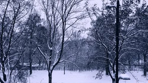 Schneefall in einem Winterpark.