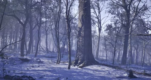 Snow Covered Forest Under Twilight Sky with Towering Trees