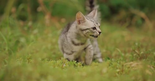 Joli chaton tigré argenté explorant et jouant dans une herbe verte luxuriante