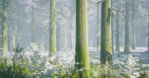 Winter Forest Landscape with Snow Covered Ground and Tall Trees
