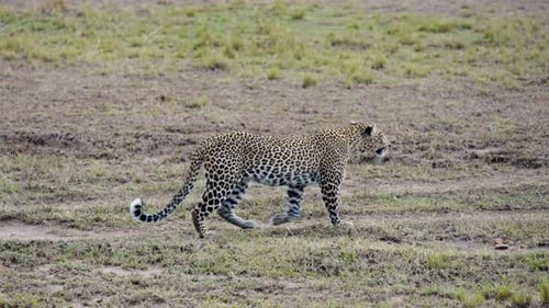 Eine sanfte Panoramaaufnahme eines Leoparden, der auf trockenem Land frei in der Wildnis läuft