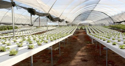 Hydroponic farm with rows of growing lettuce plants in greenhouse, copy space
