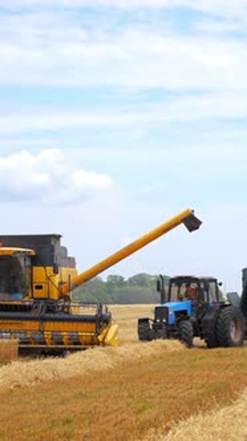 Combine drives across field. Grain harvester working in field gathering crop of wheat